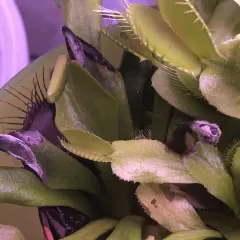 Moisissure sur les pièges d'une Dionaea muscipula dans un terrarium. Les feuilles sont vertes et pourpres, avec des traces blanches de moisissure.