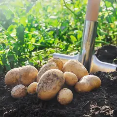 Récolte fraîche de pommes de terre juste sorties de terre, prêtes pour la plantation ou la cuisine. Une pelle est visible à côté.