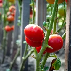Des tomates rouges mûres sur des tiges vertes, prêtes à être cueillies. Le travail de planter des tomates porte ses fruits.