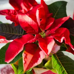 Un magnifique poinsettia déploie ses bractées d'un rouge éclatant, contrastant avec le vert profond de ses feuilles. Sa couleur vibrante illumine la scène.