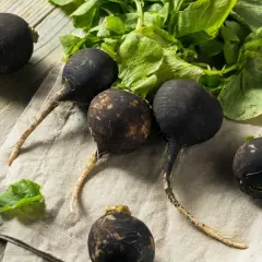 Plusieurs radis noirs aux racines fines et aux feuilles vertes reposent sur un tissu clair, sur un fond de bois.