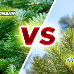 Nordmann vs Épicéa : quel sapin ne perd pas ses aiguilles ? Gros plan sur les aiguilles vertes et denses du Nordmann et celles plus fines de l'Épicéa.