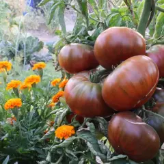 Gros fruits brunâtres, striés de vert, sur une tige. Des fleurs de souci orangées poussent à proximité, dans un jardin luxuriant. Ces tomates greffées promettent une récolte savoureuse.