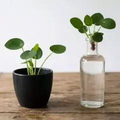 Deux jeunes Pilea : un en pot noir, l'autre en bouture dans une bouteille en verre.