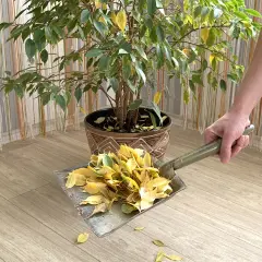 Maintenant, je m'occupe de l'entretien de mon ficus, en ramassant les feuilles tombées avec une pelle.