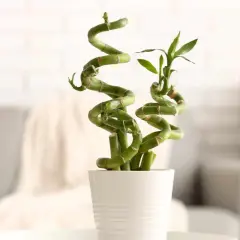 Un élégant bambou intérieur en spirale dans un pot blanc, apportant une touche de nature et de sérénité à votre espace.