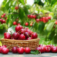 Un panier débordant de cerises rouges juteuses, parfaites pour savoir quand tailler un cerisier. Les fruits brillent sous le soleil, prêts à être dégustés.