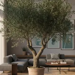 Un grand olivier intérieur maison, au tronc noueux, trône au milieu d'un salon moderne aux canapés gris et aux tableaux abstraits.
