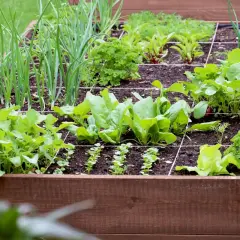 Un carré potager bien organisé pour fabriquer des récoltes variées : oignons, épinards, radis, laitues et persil prospèrent.