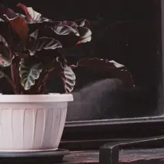 Plante de Calathea en pot blanc, ses feuilles sombres et ondulées suggèrent un entretien délicat.