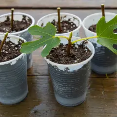 Cinq boutures d'arbre, certaines avec de jeunes feuilles vertes, en pots sur une table en bois mouillée.
