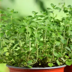 Plantes d'origan en pot, prêtes pour la culture. Leurs feuilles vertes et leurs tiges fines promettent une saveur intense.