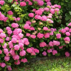 Un buisson d'hortensias roses éclatants, parfait pour un calendrier des fleurs par mois. Leurs grappes rondes et généreuses évoquent la douceur de l'été.