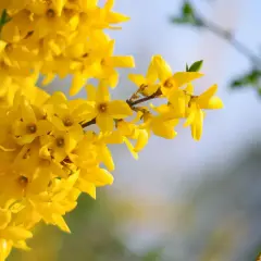 Rameau de forsythia en pleine floraison, ses fleurs jaunes éclatantes annoncent le printemps.