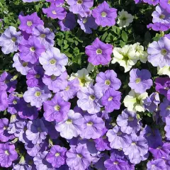 Un tapis de pétunias violets et blancs, une véritable exposition florale sous le soleil.