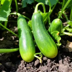Trois jeunes concombres verts poussent sur un plant de concombre, prêts à être récoltés.
