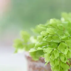 Détail d'une fougère intérieur aux feuilles vertes délicates, dans un pot en terre cuite.
