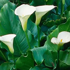 Plusieurs arums blancs en pleine terre, leurs corolles élégantes se dressent fièrement parmi de larges feuilles vertes.