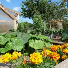 Un potager luxuriant avec des courges, des choux et des œillets d'Inde éclatants. Une serre en bois et une tonnelle complètent ce paysage verdoyant.