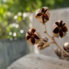 Fleurs fanées du lilas des Indes, leurs capsules ouvertes révèlent une étoile brune. Faut-il couper ces vestiges pour la prochaine floraison ?