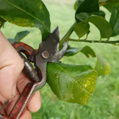 Main tenant une cisaille pour la taille citronnier, coupant une branche verte.