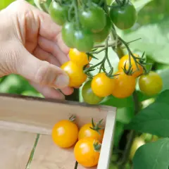 Main jaune, une main cueille des tomates cerises en pot. Des tomates cerises vertes et jaunes pendent sur la plante.
