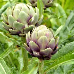Deux beaux plants d'artichaut aux couleurs violettes et vertes, prêts à être récoltés.