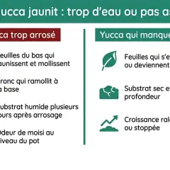 Mon yucca jaunit : feuilles molles, tronc mou, substrat humide, odeur de moisi. C'est un yucca trop arrosé.
