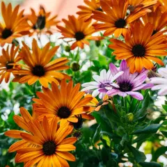 Un bouquet de marguerites du cap aux teintes orangées et violettes, leurs pétales éclatants capturant la lumière du soleil.