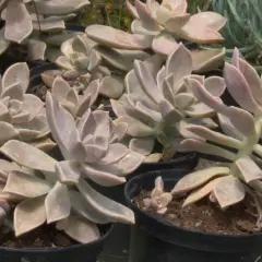 Plusieurs boutures de plantes grasses aux feuilles charnues et rosées, prêtes à être plantées.