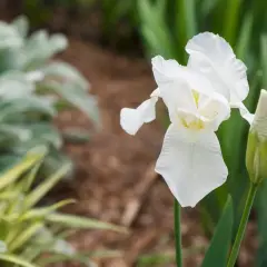 Un magnifique iris blanc s'épanouit, prêt à fleurir le long d'un mur. Des plantes floues et un bourgeon attendent leur tour.