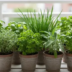 Un assortiment de plantes aromatiques en pots : thym, persil, ciboulette, sauge, basilic. Idéal pour savoir quelles plantes aromatiques planter ensemble.