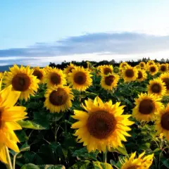 Un champ de tournesols baigné par la lumière du soleil. Chaque **planter tournesol** s'oriente vers le ciel bleu, créant une mer jaune éclatante.