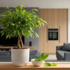 Mon ficus a perdu toutes ses feuilles que faire ? Ce ficus retusa, bien qu'un peu dégarni, est prêt à revivre.
