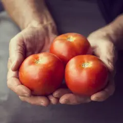 Trois tomates Montfavet, rouges et charnues, reposent dans des mains ridées, promesse d'une saveur estivale.