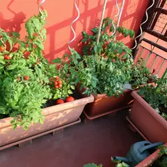 Un potager balcon luxuriant avec des plants de tomates rouges et vertes, prêts à être récoltés.