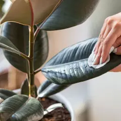 Maintenir la brillance de votre ficus : une main nettoie délicatement une feuille avec un chiffon humide. Apprenez comment nettoyer les feuilles des plantes pour une meilleure santé.
