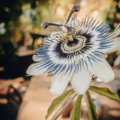 Une bouture passiflore, fleur exotique aux pétales blancs et filaments bleus et violets, s'épanouit dans un jardin.