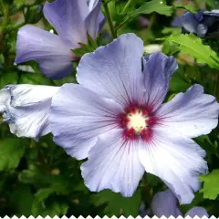 Fleur d'hibiscus lilas, taille adulte, avec des pétales délicats et un cœur pourpre.
