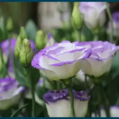 Gros plan sur des lisianthus blancs aux bords violets, avec des boutons floraux verts en arrière-plan.