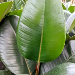 Gros plan sur les feuilles luxuriantes d'une plante caoutchouc, d'un vert profond et brillant, avec des nervures marquées.