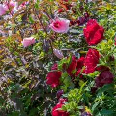 Un parterre de fleurs d'hibiscus aux teintes roses et rouges vives, prêt à être planté.