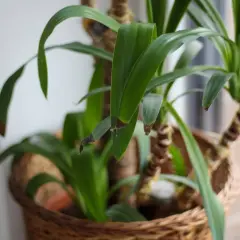 Un yucca tronc mou, ses feuilles vertes et quelques pointes brunes, dans un panier en osier.