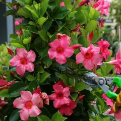 Maintenir la beauté d'un dipladenia par une taille soignée. Des fleurs roses éclatantes et des feuilles vertes luxuriantes.