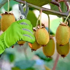 Main verte coupant un kiwi mûr sur une branche avec des ciseaux.