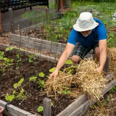 Un jardinier applique du paillage potager autour de jeunes plants pour les protéger et garder le sol humide.