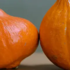 Deux potimarrons orangés, prêts pour la plantation, se serrent l'un contre l'autre.