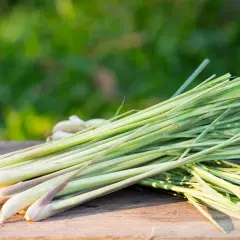 Un bouquet de tiges de citronnelle fraîchement coupées, prêtes à être utilisées pour cuisiner ou pour planter.