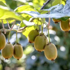 Grappes de fruits du kiwi mûrs pendant sur une branche de la kiwi plante, avec des feuilles vertes en arrière-plan.