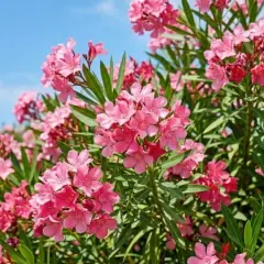Un buisson de laurier rose en pleine floraison, avec des grappes de fleurs roses vives sous un ciel bleu clair.